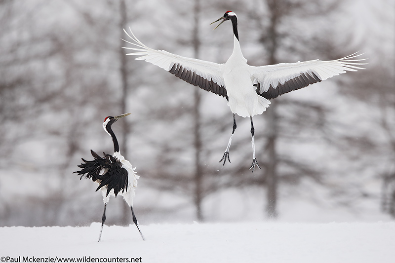 10. Red Crowned Cranes courtship dance #3, Hokkaido, Japan_90R3499 {J}