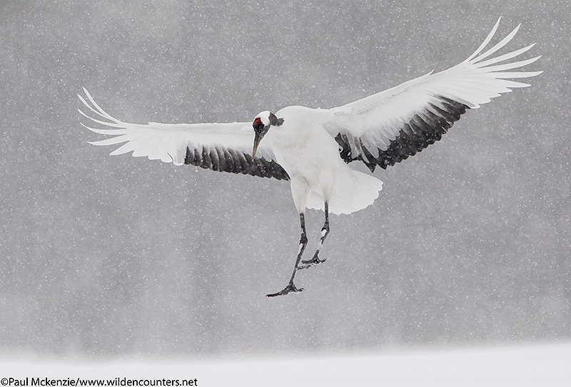 12. Red-Crowned Crane landing on snow-covered field as snow falls, Hokkaido, Japan_90R2560 {J}