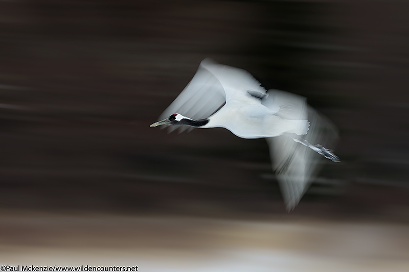 14, Red Crowned Crane flying, with motion, Hokkaido, Japan_90R6077 {J}