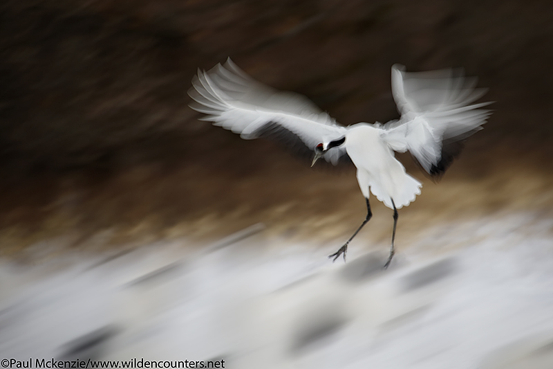 15. Red-Crowned Crane landing, with motion, Hokkaido, Japan