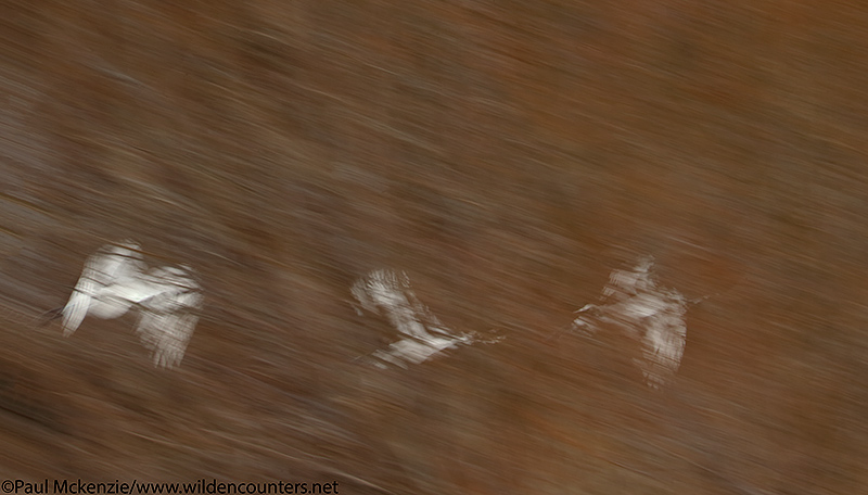 16. Red-Crowned Cranes flying behind trees, with motion, Hokkaido, Japan