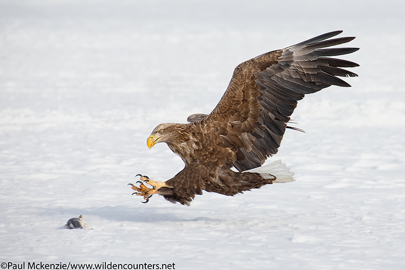 2. White-Tailed Eagle about to snatch fish, Eastern Hokkaido, Japan