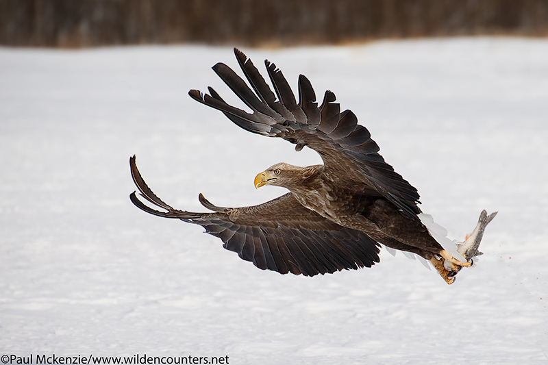 3. White-Tailed Eagle snatching fish, Eastern Hokkaido, Japan