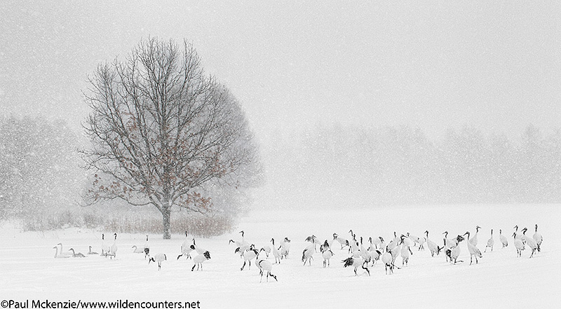 6. Red-Crowned Cranes and Whooper Swans feeding as snow falls, Eastern Hokkaido, Japan