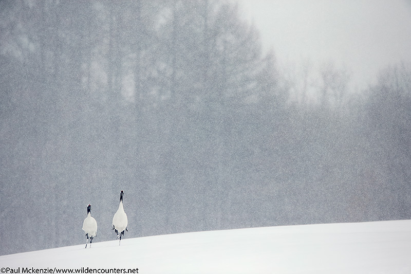 7. Red-Crowned Cranes walking over the crest of an undulating snow-covered field as snow falls, Eastern Hokkaido, Japan