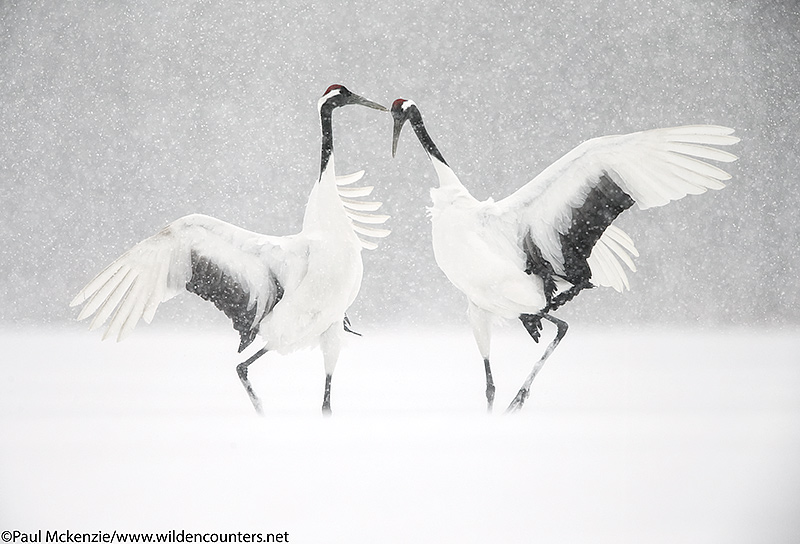 8. Red-Crowned Crane courtship dance, Eastern Hokkaido, Japan