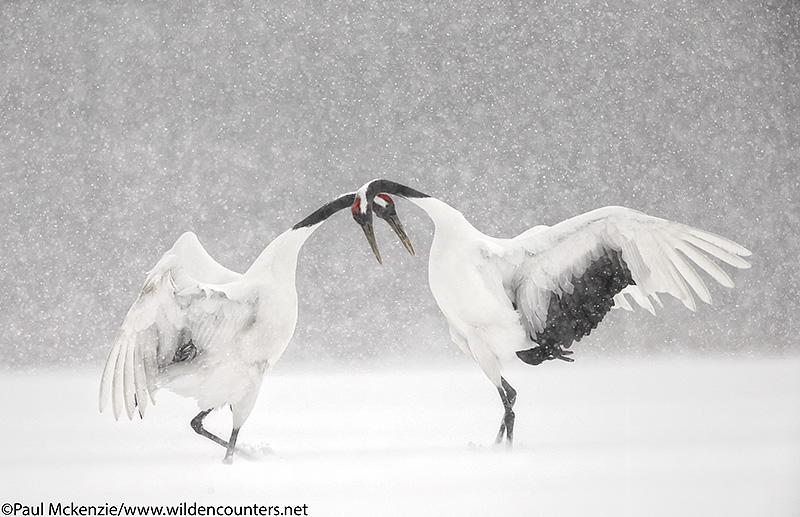 9. Red Crowned Crane courtship dance, Hokkaido, Japan_90R2395 {J}