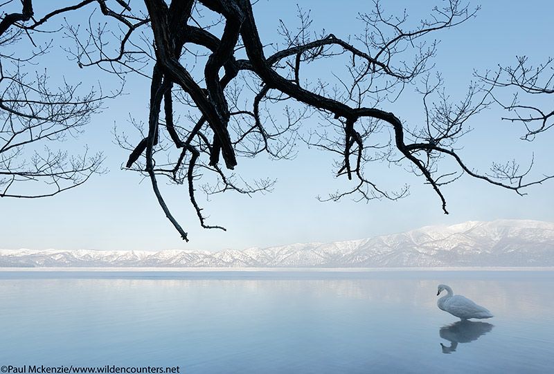 17. Whooper Swan at dawn, Lake Kussharo, Japan