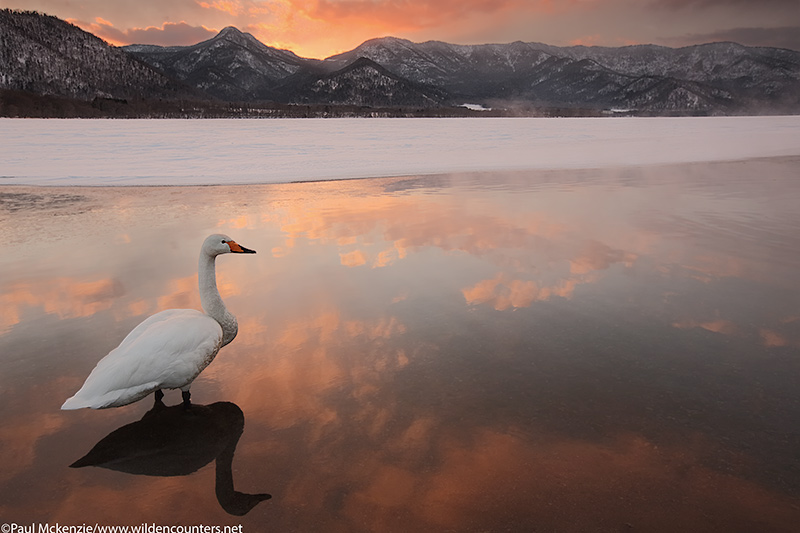 18. Whooper Swan on frozen lake opening, Lake Kussharo, Hokkaido, Japan