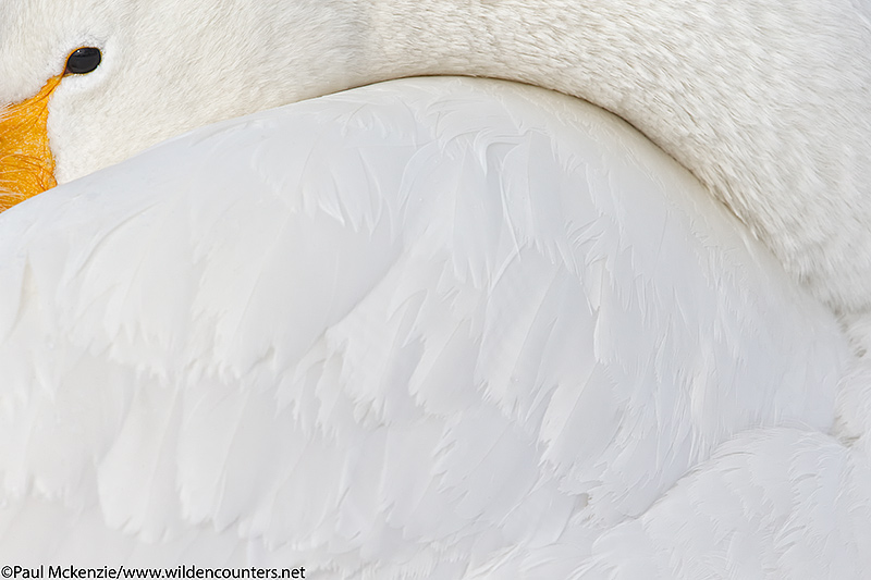 20. Whooper Swan close-up, Lake Kussharo, Hokkaido, Japan