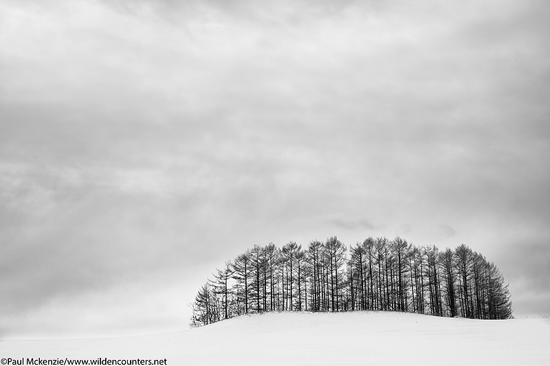 21. Larch trees, Eastern Hokkaido, Japan