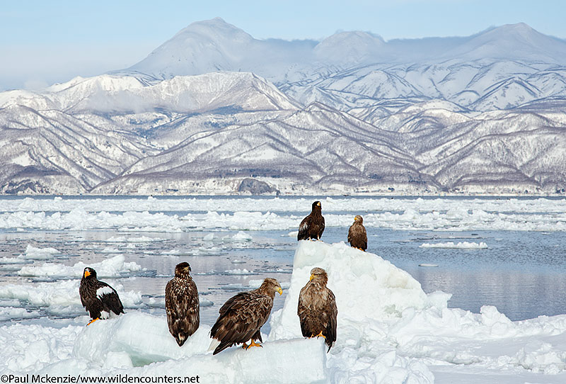 23. Steller's Sea Eagles and White-Taile Eagles on pick-ice outside of the port of Rausu, Hokkaido, Japan