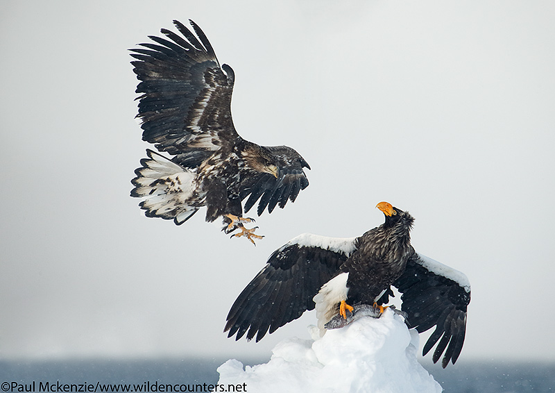 25. Adult Steller's Sea Eagle perched on pack ice pinnical holding fish as a juvenile approaches, Sea of Okhotsk, Hokkaido, Japan