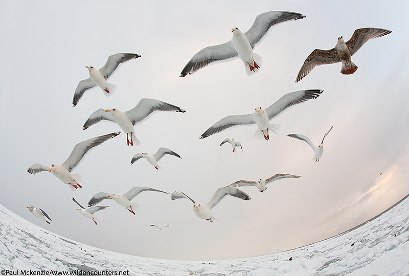 26. Fish-eye view of Slaty-Backed and Glaucous-Winged Gulls over the pack-ice, Sea of Okhotsk, Hokkaido, Japan