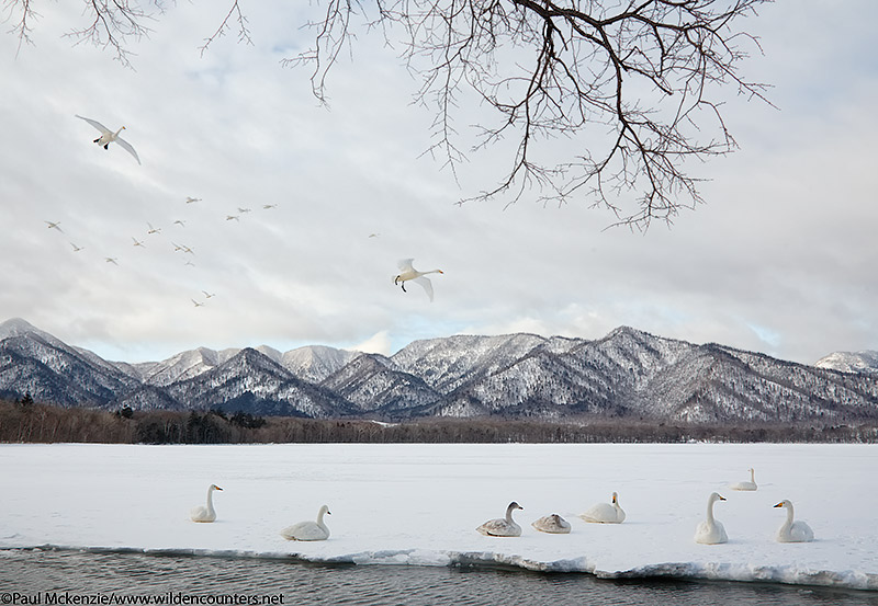 19. Whooper Swans landing on frozen lake, Lake Kussharo, Hokkaido, Japan
