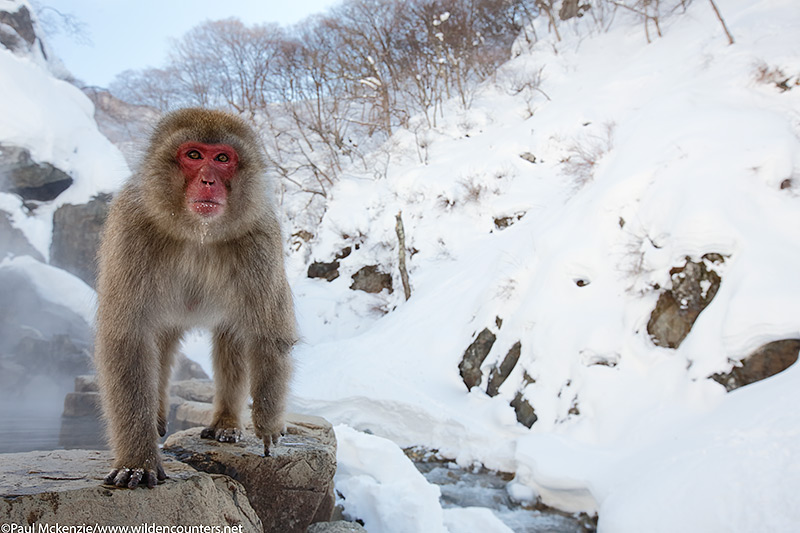 27. Japanese Macaque standing on the edge of outdoor hotspring, Jigokudani, Japan