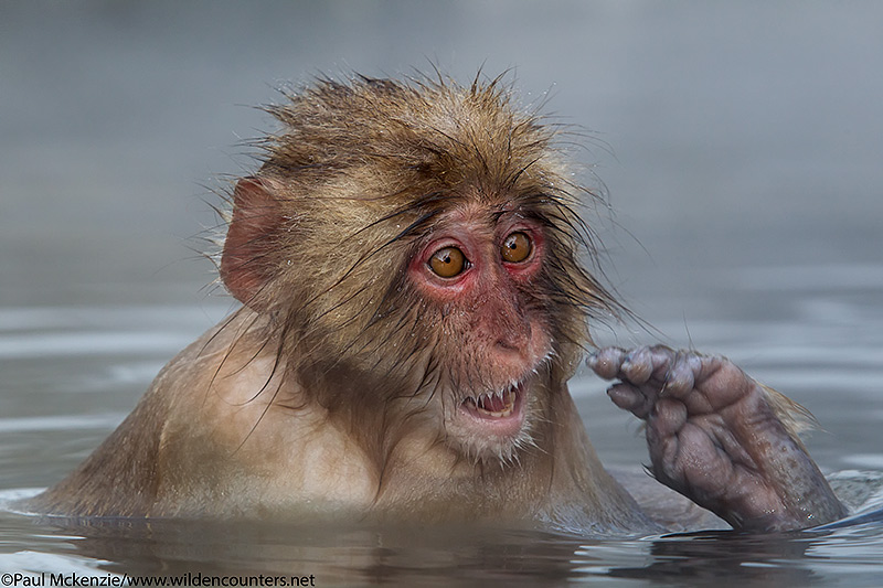 29. Juvenile Japanese Macaque in outdoor hotspring, Jigokudani, Japan