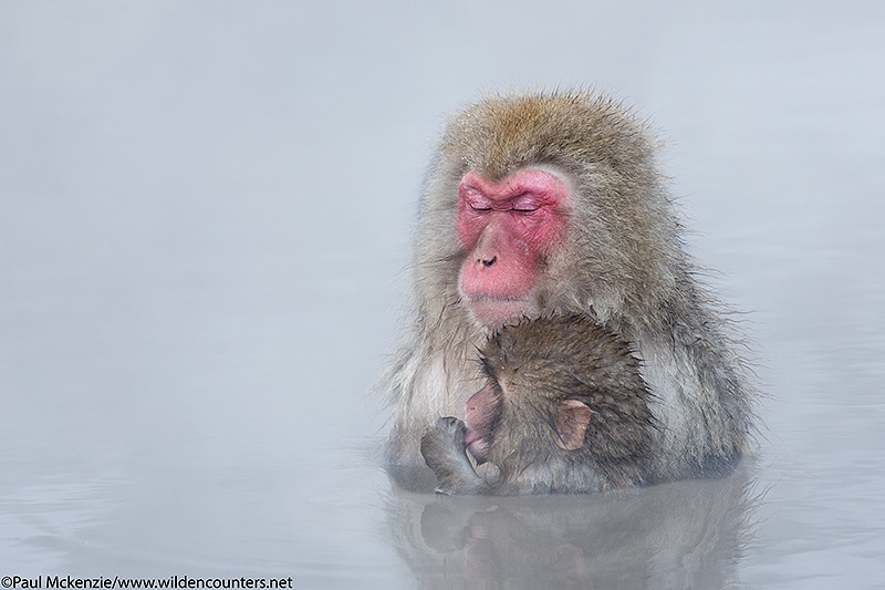 30. Adult and juvenile Japanese Macaque in outdoor hotspring, Jigokudani, Japan