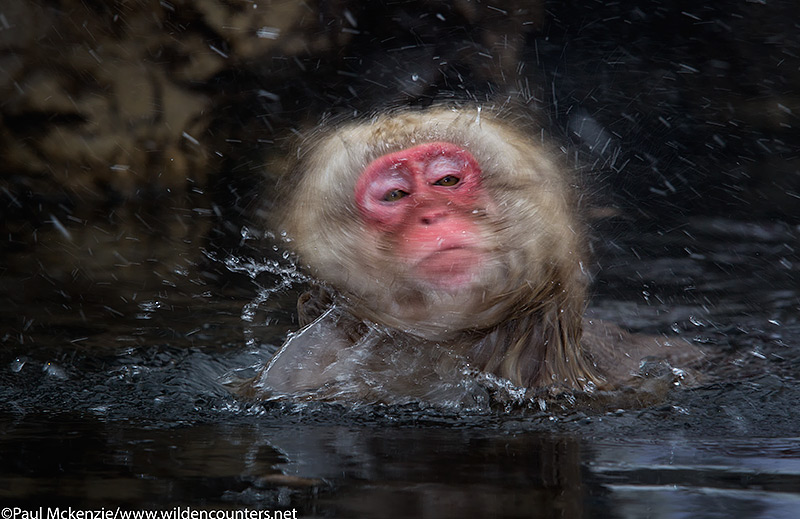 31. Japanese Macaque shaking its fur of snow and water in outdoor hotspring, Jigokudani, Japan