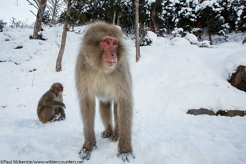32. Japanese Macaque standing in the snow #2, Jigokudani, Japan