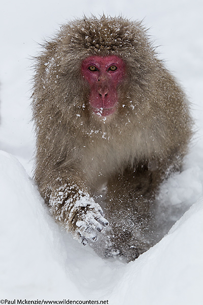 33. Japanese Macaque running through snow, Jigokudani, Japan