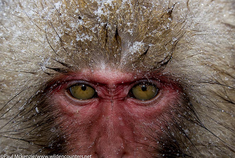 34. Japanese Macaque face close-up with head fur covred in snow, Jigokudani, Japan