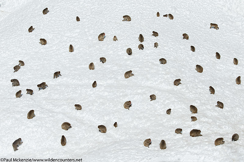 34a. Japanese Macaques foraging on sunny snow slope, Jigokudani, Japan