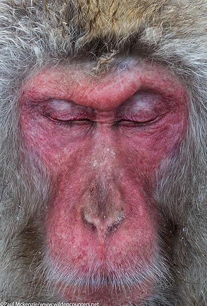 35. Adult Japanese Macaque sleeping, portrait, Jigokudani, Japan (2)