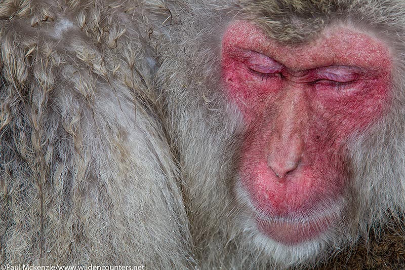 35a. Japanese Macaque sleeping, Jigokudani, Japan