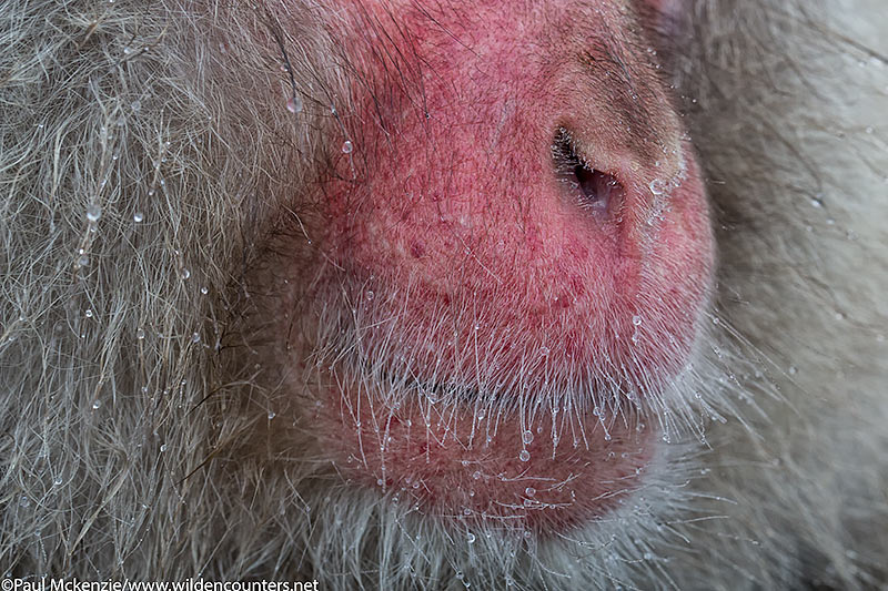 36. Japanese Macaque mouth and nose close-up, Jigokudani, Japan