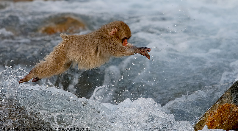 37. Juvenile Japanese Macaque jumping across river, Jigokudani, Japan_90R5014 {J}