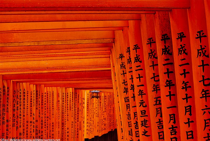 39a.Tightly packed arcades of wooden, vermilion torii (shrine gates), Fushimi Inari Taishi, Kyoto, Japan