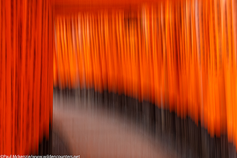 39b Vermillion Shinto shrine gates blur, Fushimi Inari Taisha, Kyoto, Japan