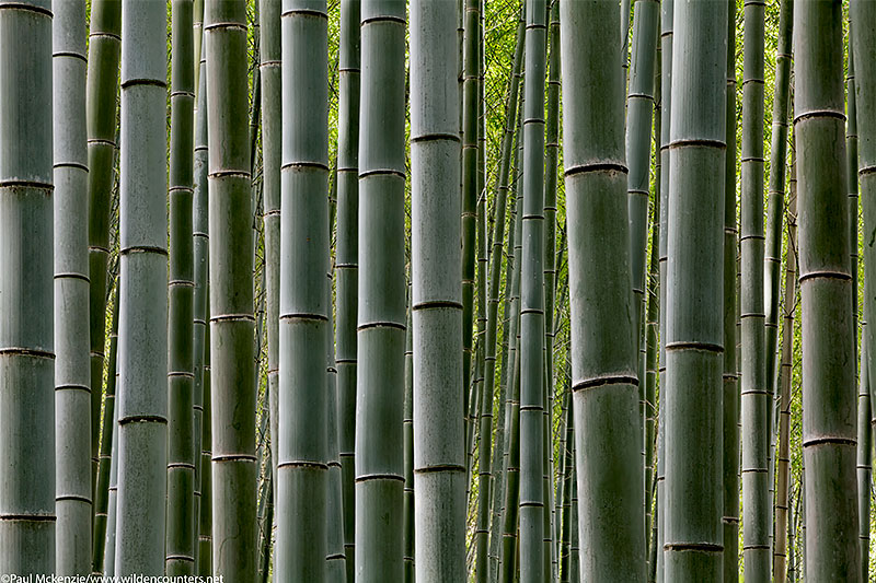 46. Bamboo grove, Arashiyama, Kyoto, Japan