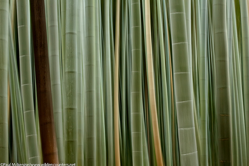 50. Bamboo forest, Arashiyama, Kyoto, Japan