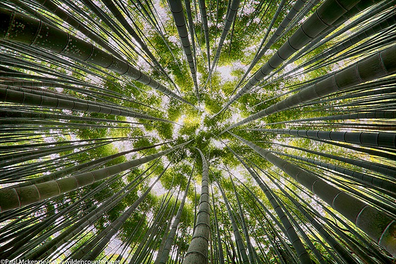 52. Bamboo grove fish-eye, Arashiyama, Kyoto, Japan