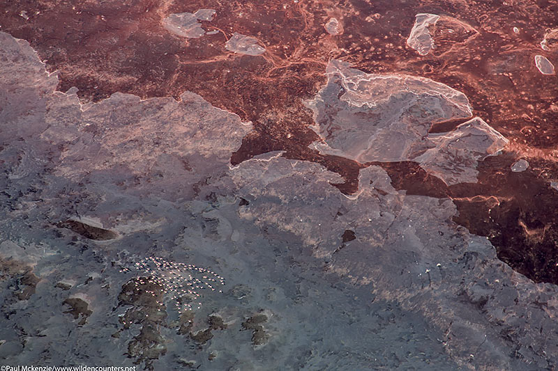 13. Aerial image of a small group of Lesser Flamingos flying over the dry lake bed of Lake Natron, Tanzania_74A5513 {J}