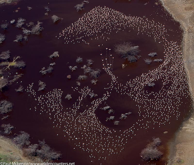 14. next Aerial image of Lesser Flamingos on algae infused pool near Lake Bogoria, Kenya