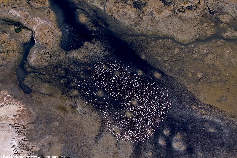 14c. Lesser Flamingos (Phoeniconaias minor) on shallow water lake (aerial shot), Lake Logipi, Kenya