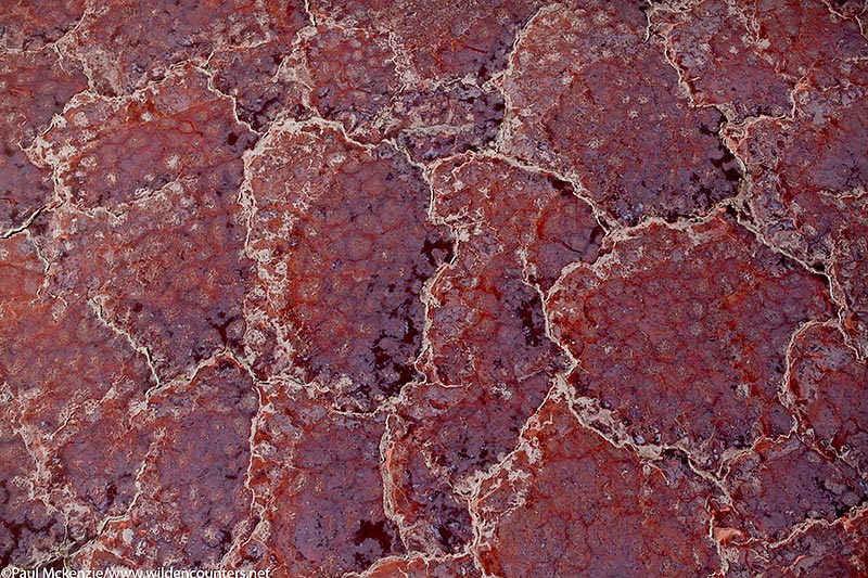 15. Sodium bicarbonate crust patterns on Lake Natron, Tanzania (aerial shot)