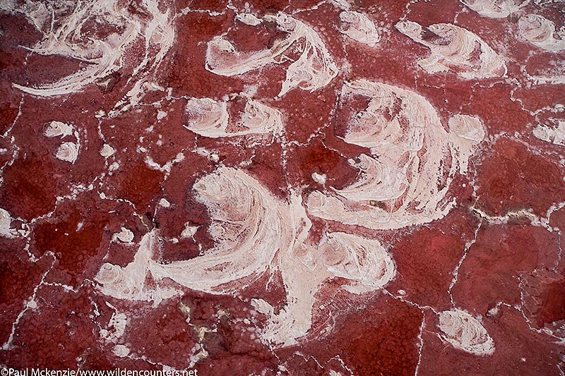 16. Algae bloom & crystalised salt (aerial shot), Lake Natron, Tanzania