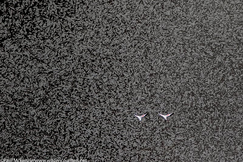 27a. Aerial image of Lesser Flamingos flying over evaporating sodium compounds on the surface of Lake Natron, Tanzania_97A7902 {J}