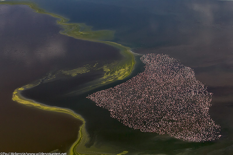 30. Lesser Flamingos on shallow water lake beside algae slick, aerial shot, Lake Logipi, Kenya