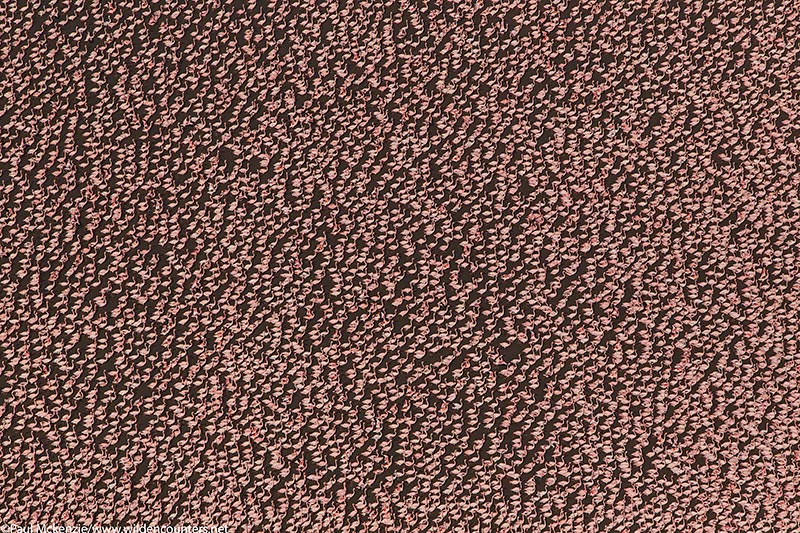 33. Thousands of Lesser Flamingos grouped tightly together, aerial shot #2, Lake Logipi, Kenya