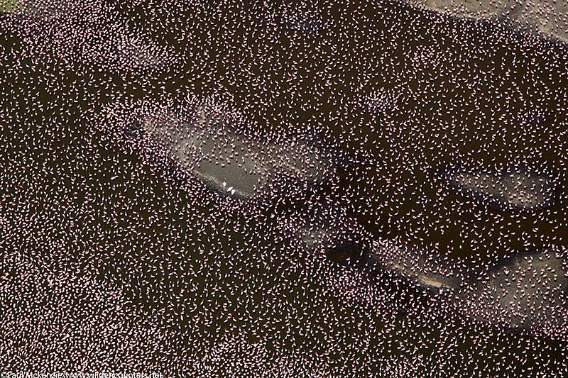 34. Aerial image of thousands of Lesser Flamingos carpeting the shallow waters and shore of Lake Bogoria, Kenya