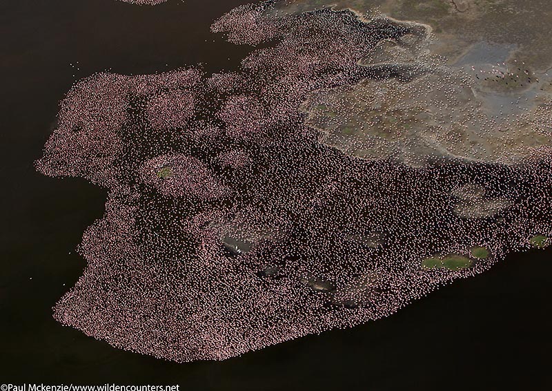 35. Aerial image of thousands of Lesser Flamingos line the shore of Lake Bogoria, Kenya