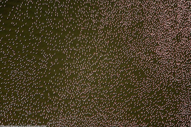 37. Lesser flamingos, Lake Logipi, Kenya (from the air) 070922__MG_0080