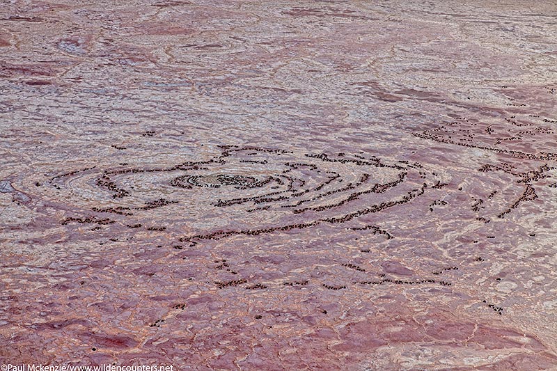 38. Flamingo nests on sodium bicarbonate crust (aerial shot), Lake Natron, Tanzania