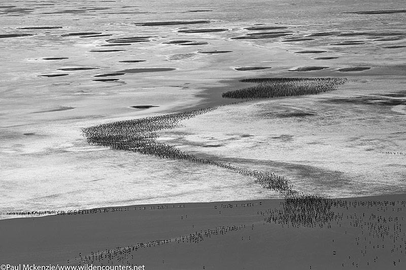 39. Fledgling Flamingos grouped together, aerial shot, into the sun, Lake Natron, Tanzania