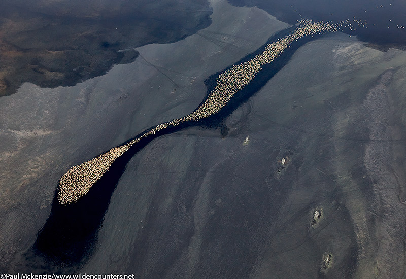 39a. Juvenile Lesser Flamingos grouped together on a brittle crust of sodium bicarbonate, Lake Natron, Tanzania (aerial shot)